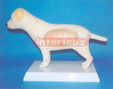 ELECTRON LIGHTING DOG ANATOMICAL DEMONSTRATION MODEL